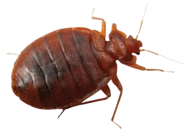 Вредители durvenici