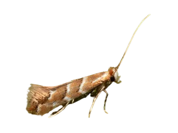 Вредители kestenov molec