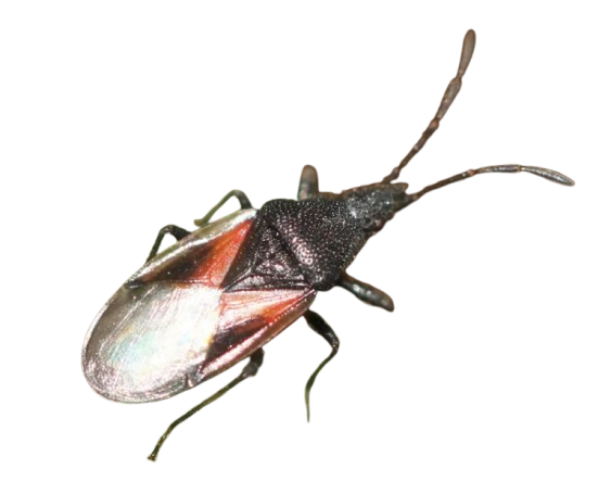 Вредители lipova durvenica