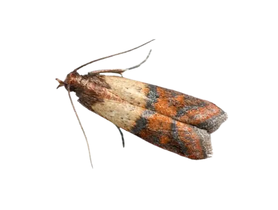 Вредители molec